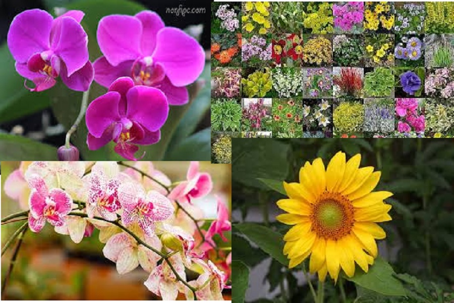 Plantas ornamentales y orquídeas – Compra Venta Ibarra